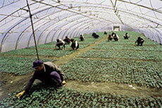 Изображение из статьи: Дайте больше мигрантов!