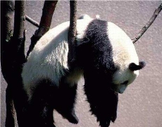 Изображение из статьи: Лень, которая помогает работать – разве такое бывает?