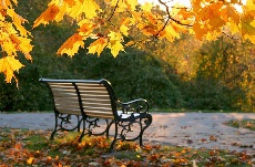 Изображение из статьи: Листья желтые над городом кружатся…