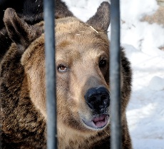 Изображение из статьи: Медведь Степан нынче охранник