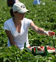 Изображение из статьи: ​Сезонная работа: не упусти момент, чтобы стать богаче