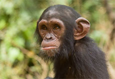 Изображение из статьи: Что сделало из обезьяны человека?